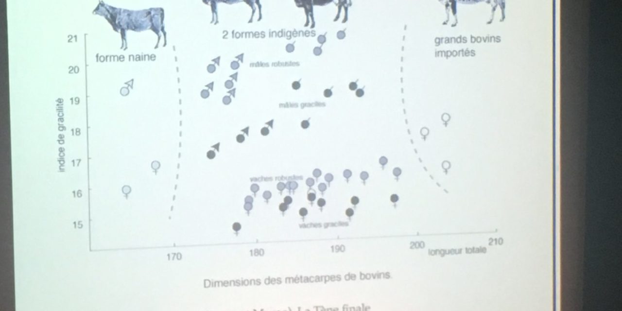 Agriculture et élevage en Gaule