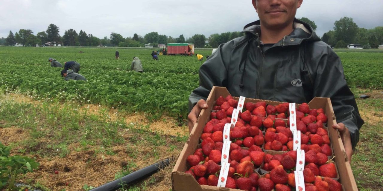 Les migrants internationaux, nouveaux acteurs des dynamiques agricoles françaises