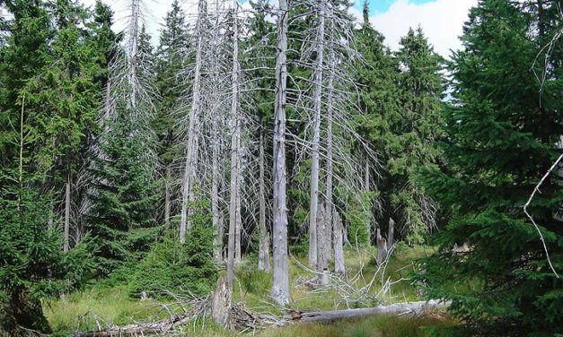 Forêts vosgiennes, climats d’hier à demain