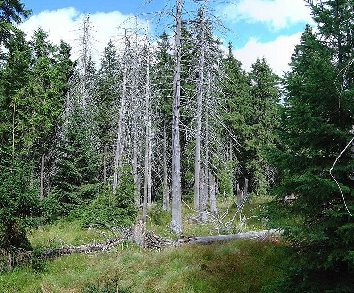 Forêts vosgiennes, climats d’hier à demain