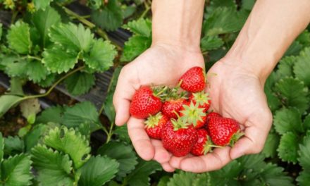 Histoire-géographie Allez aux fraises