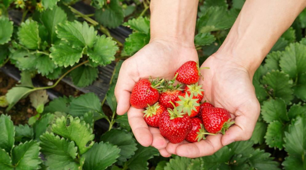 Professeurs d’Histoire et de Géographie, allez aux fraises !