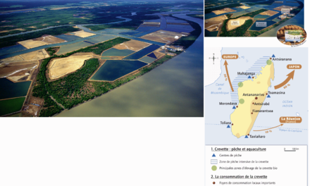 De la mangrove malgache à la poissonnerie du supermarché: la filière crevette, chronique d’une « ruée vers l’or rose », de Madagascar à l’Europe